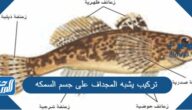 تركيب يشبه المجداف على جسم السمكه