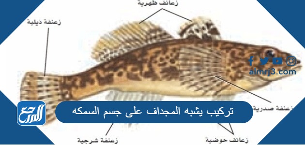 تركيب يشبه المجداف على جسم السمكه