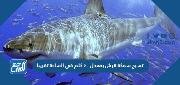 تسبح سمكة قرش بمعدل ٤٠ كلم في الساعة تقريبا. ما المعادلة التي يمكنك استعمالها لمعرفة الزمن الذي تحتاج إليه لقطع مسافة 91 كلم بهذا المعدل تسبح سمكة قرش بمعدل ٤٠ كلم في الساعة تقريبا. ما المعادلة التي يمكنك استعمالها لمعرفة الزمن الذي تحتاج إليه لقطع مسافة 91 كلم بهذا المعدل