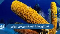 تستخرج مادة الإسفنجين من حيوان