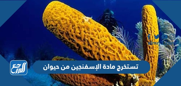 تستخرج مادة الإسفنجين من حيوان