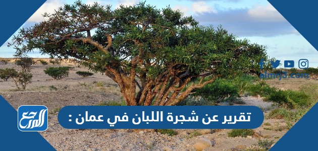 تقرير عن شجرة اللبان في عمان