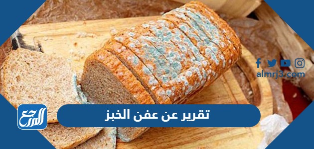 تقرير عن عفن الخبز