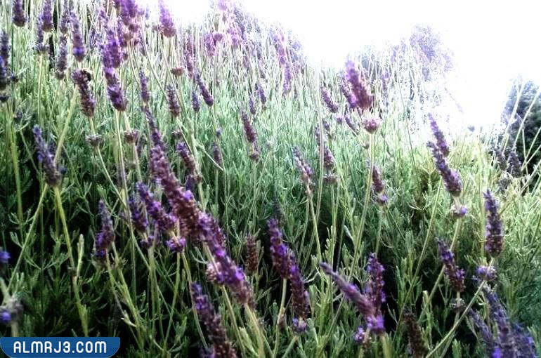 الغطاء النباتي في سلطنة عمان