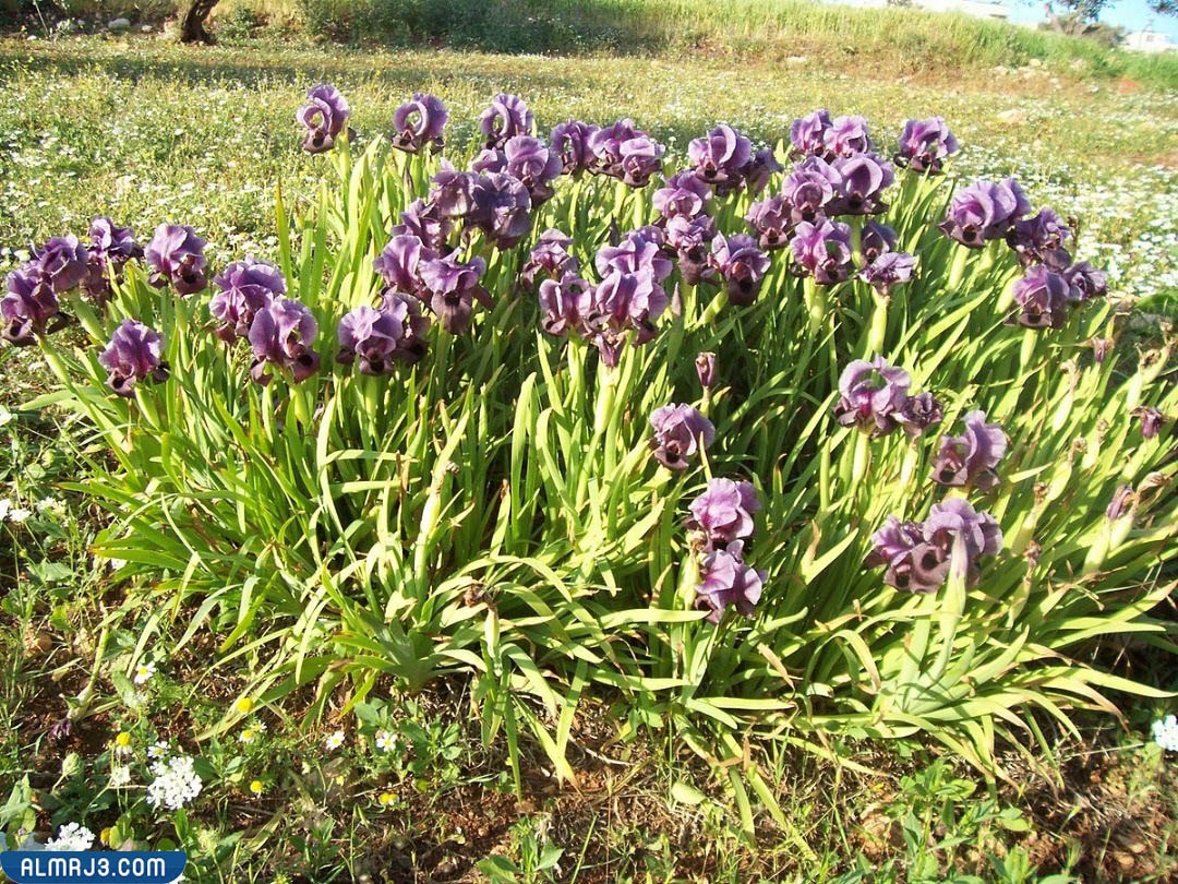 الغطاء النباتي في سلطنة عمان