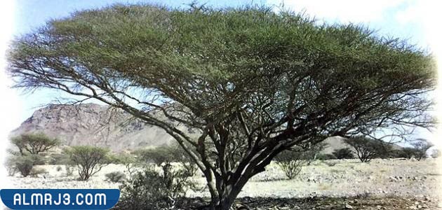 الغطاء النباتي في سلطنة عمان