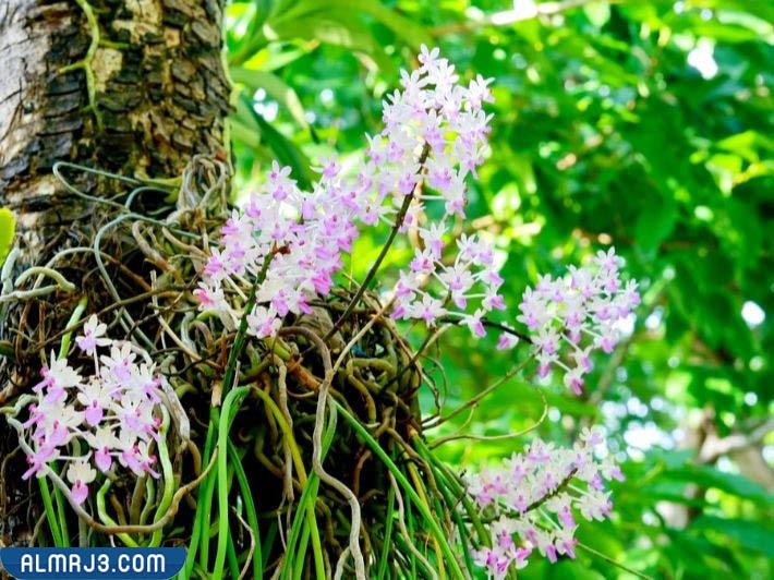 الغطاء النباتي في سلطنة عمان