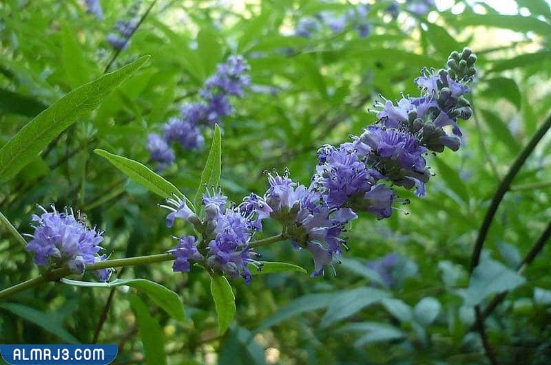 الغطاء النباتي في سلطنة عمان