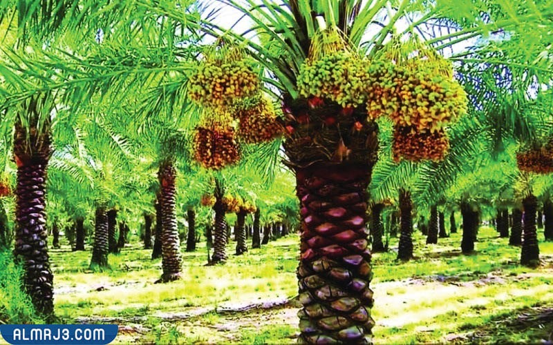 الغطاء النباتي في سلطنة عمان