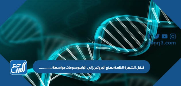 تنقل الشفرة الخاصة بصنع البروتين إلى الرايبوسومات بواسطة ............
