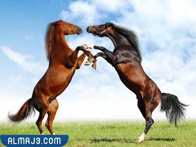 خلفيات خيول روعة
