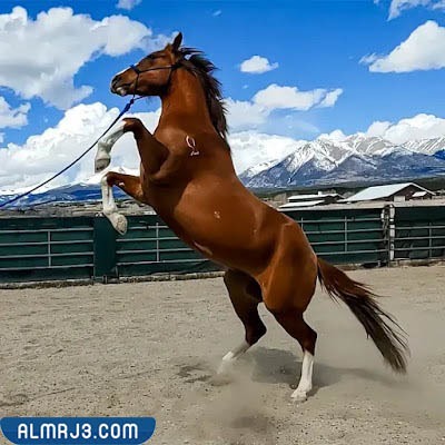 خلفيات خيول روعة