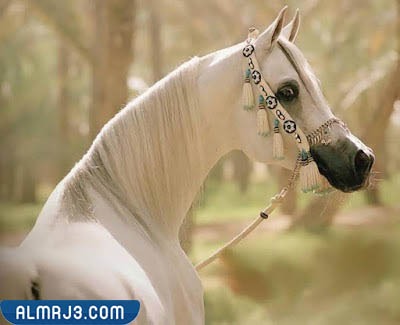 خلفيات خيول روعة