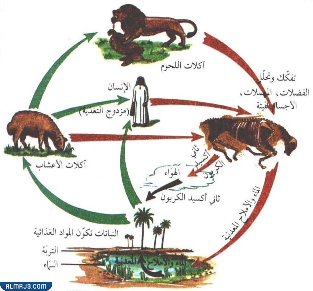 دورات حياة الحيوانات الصف الثالث الابتدائي الفصل الدراسي الأول