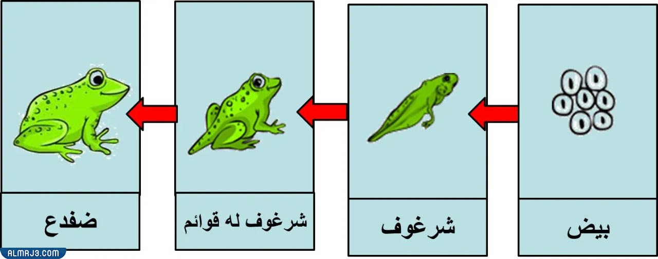 دورة حياة الحيوانات مطويات