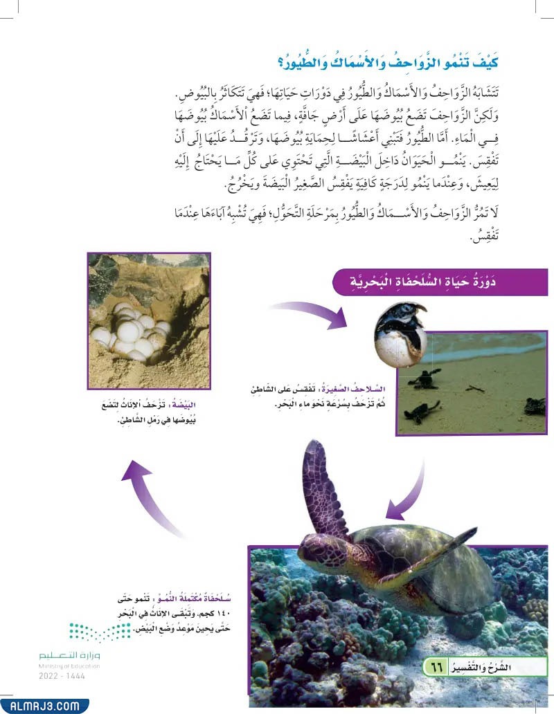 دورة حياة الحيوانات مطويات