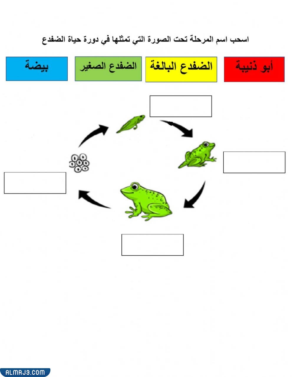 دورة حياة الحيوانات مطويات