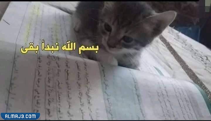 رياكشن اختبارات مميزة جدا