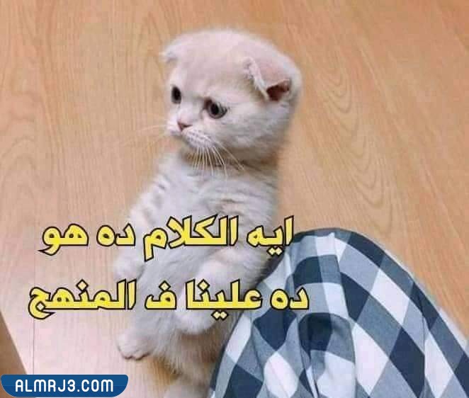 رياكشن اختبارات مميزة جدا