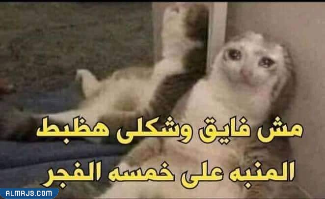 رياكشن اختبارات مميزة جدا