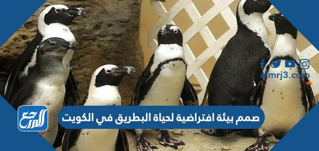 صمم بيئة افتراضية لحياة البطريق في الكويت