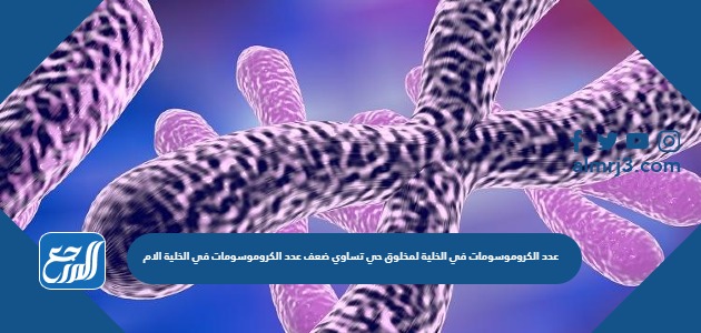 عدد الكروموسومات في الخلية لمخلوق حي تساوي ضعف عدد الكروموسومات في الخلية الام