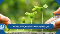 حل سؤال في دورة حياة النباتات البذرية يتم التكاثر بواسطة