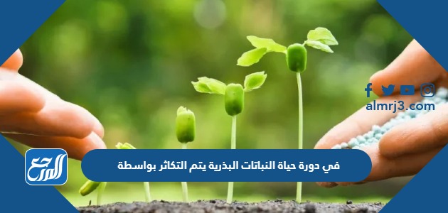 في دورة حياة النباتات البذرية يتم التكاثر بواسطة
