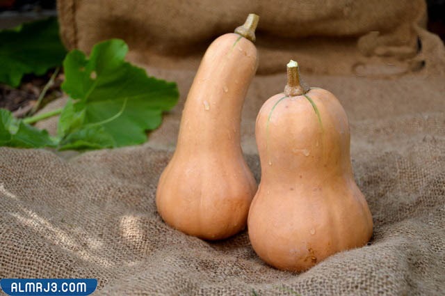 ما الفرق بين القرع واليقطين