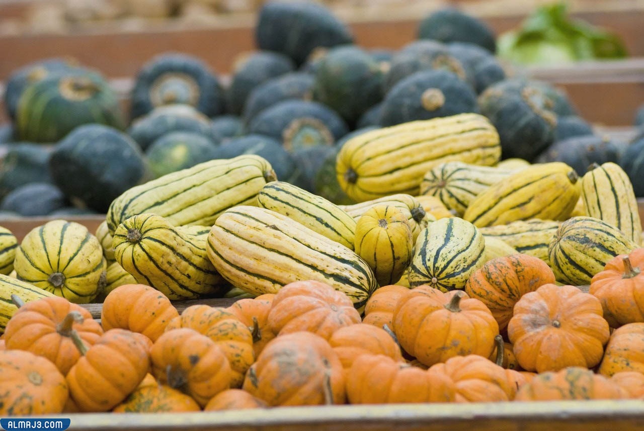 صور تجمع بين اليقطين والقرع