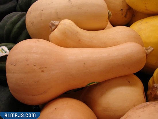 ما الفرق بين القرع واليقطين