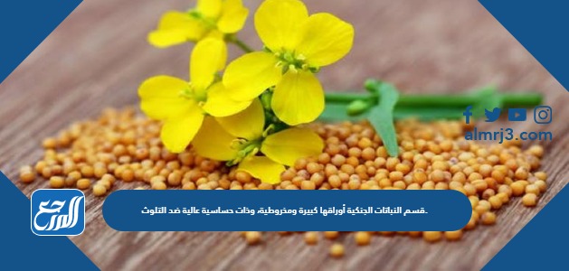 قسم النباتات الجنكية أوراقها كبيرة ومخروطية، وذات حساسية عالية ضد التلوث.