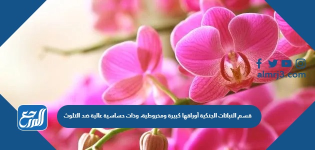 قسم النباتات الجنكية أوراقها كبيرة ومخروطية، وذات حساسية عالية ضد التلوث