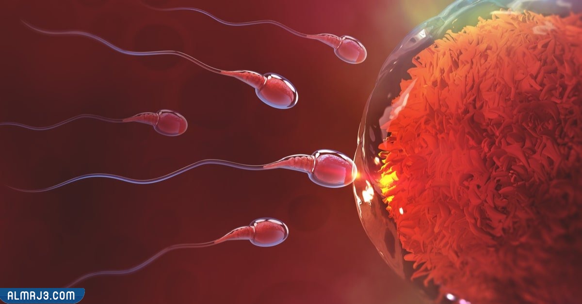 كيف اعرف ان البويضة خرجت من المبيض