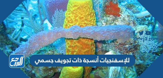 للإسفنجيات أنسجة ذات تجويف جسمي