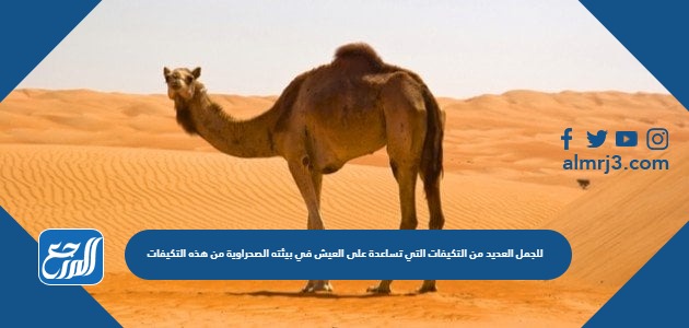 للجمل العديد من التكيفات التي تساعدة على العيش في بيئته الصحراوية من هذه التكيفات