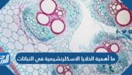 ما أهمية الخلايا الاسكلرنشيمية في النباتات