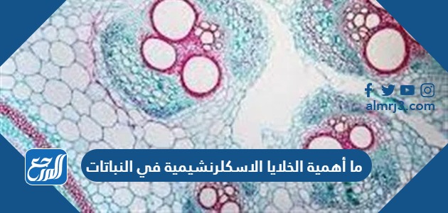 ما أهمية الخلايا الاسكلرنشيمية في النباتات
