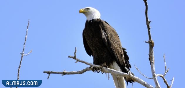 ما اسم صغير الصقر والنسر