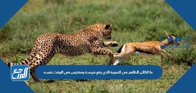 ما الكائن الظاهر في الصورة الذي يقع فريسة ومفترس في الوقت نفسه