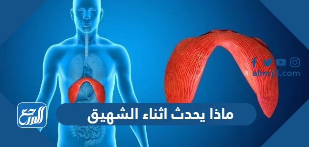 ماذا يحدث أثناء الشهيق