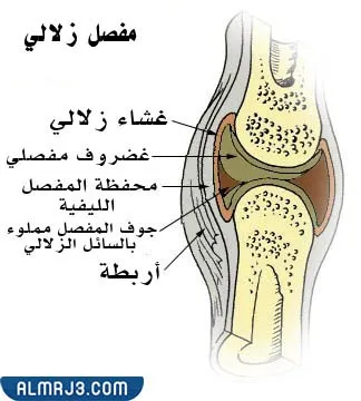 ماهو اكبر مفصل في جسم الانسان