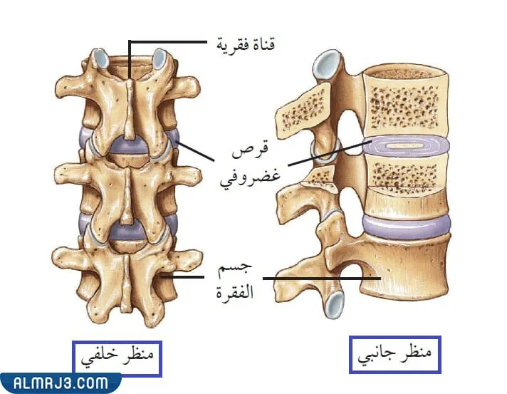ماهو اكبر مفصل في جسم الانسان