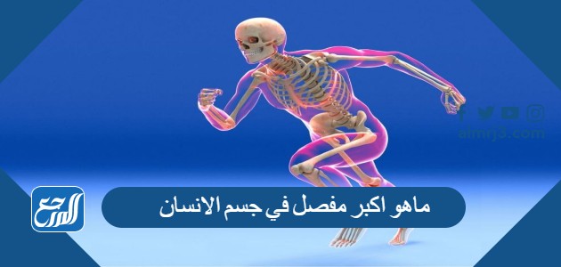 ماهو اكبر مفصل في جسم الانسان