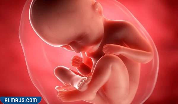 مراحل نمو الجنين خلال شهور الحمل 