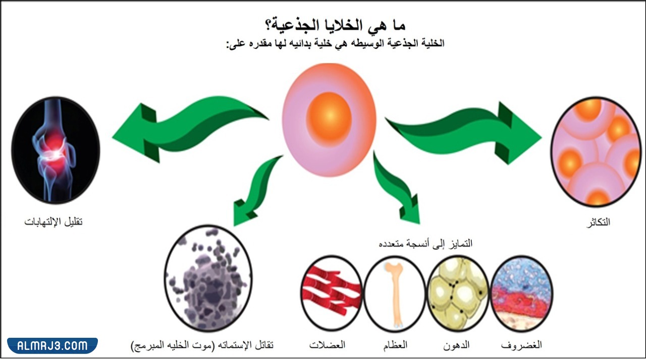 مطوية احياء اول ثانوي جاهزة للطباعة