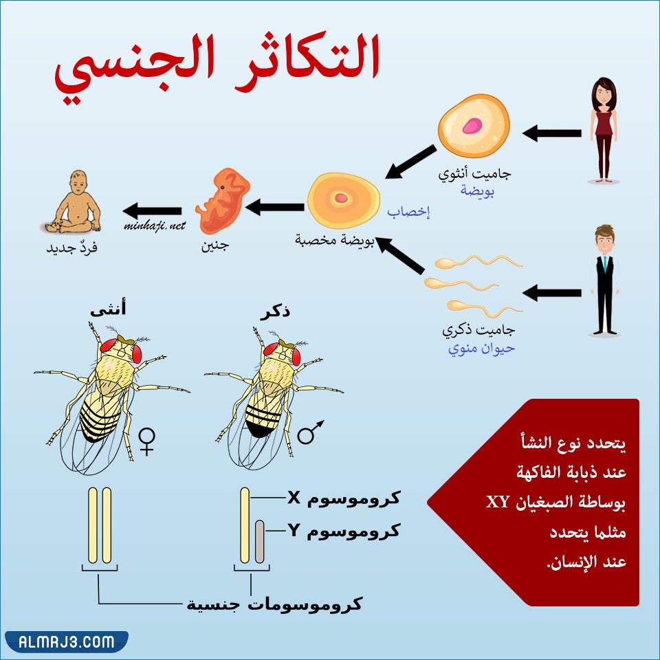 مطوية احياء اول ثانوي جاهزة للطباعة