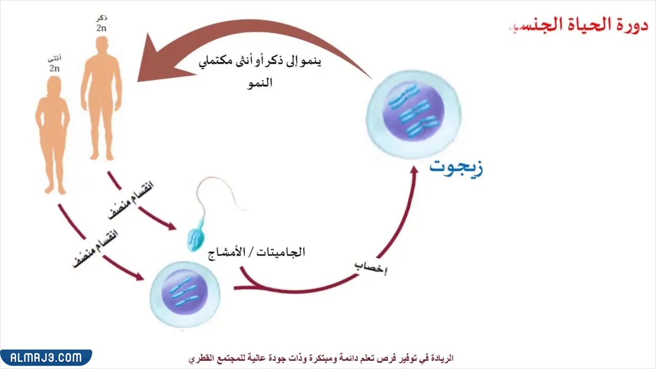 مطوية احياء اول ثانوي جاهزة للطباعة