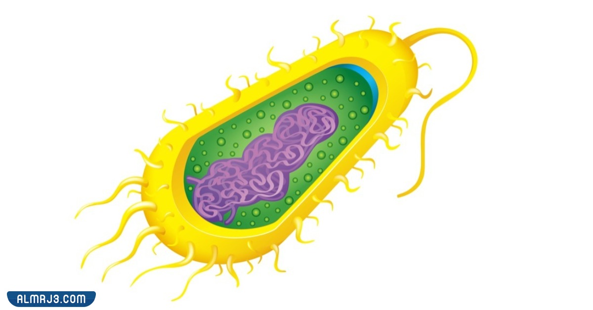 مطوية احياء اول ثانوي جاهزة للطباعة