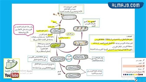 مطوية احياء اول ثانوي جاهزة للطباعة